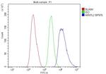 CLIF Antibody in Flow Cytometry (Flow)