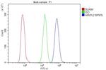 CLIF Antibody in Flow Cytometry (Flow)
