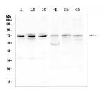CLIF Polyclonal Antibody