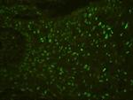 PHF21A Antibody in Immunohistochemistry (Paraffin) (IHC (P))