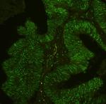 PHF21A Antibody in Immunohistochemistry (Paraffin) (IHC (P))