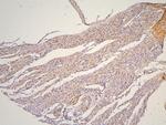 PHF21A Antibody in Immunohistochemistry (Paraffin) (IHC (P))