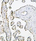 PHF21A Antibody in Immunohistochemistry (Paraffin) (IHC (P))