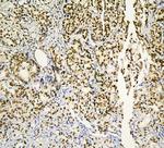 PHF21A Antibody in Immunohistochemistry (Paraffin) (IHC (P))