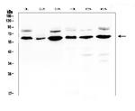 EGFL6 Polyclonal Antibody