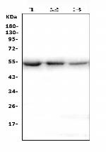 ONECUT2 Polyclonal Antibody