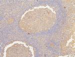 ATP5G1/2/3 Antibody in Immunohistochemistry (Paraffin) (IHC (P))