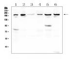 CPAMD8 Antibody in Western Blot (WB)