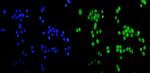 CCDC36 Polyclonal Antibody