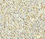 CCDC36 Antibody in Immunohistochemistry (Paraffin) (IHC (P))