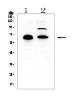 CCDC36 Antibody in Western Blot (WB)