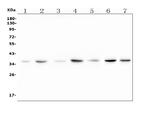 C22orf29 Polyclonal Antibody