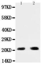 PUMA alpha Polyclonal Antibody