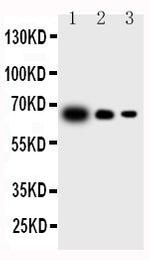 IL-23 p19 Polyclonal Antibody