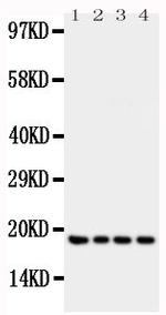 IFNG Antibody in Western Blot (WB)