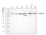 CUL3 Polyclonal Antibody
