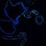 Ki67 Antibody in Immunohistochemistry (Paraffin) (IHC (P))