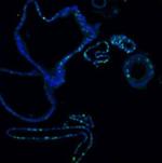 Ki67 Antibody in Immunohistochemistry (Paraffin) (IHC (P))