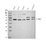 c-Myc Antibody in Western Blot (WB)