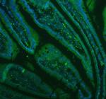 LYZ Antibody in Immunohistochemistry (Paraffin) (IHC (P))