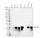 LYZ Antibody in Western Blot (WB)