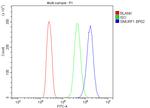 SMURF1 Antibody in Flow Cytometry (Flow)