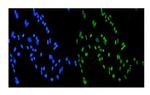 SMURF1 Polyclonal Antibody
