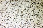 SMURF1 Antibody in Immunohistochemistry (Paraffin) (IHC (P))