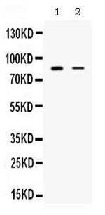 SMURF1 Antibody in Western Blot (WB)
