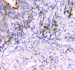 IFN gamma Antibody in Immunohistochemistry (Paraffin) (IHC (P))