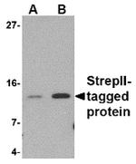 Strep Tag Polyclonal Antibody
