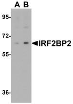 IRF2BP2 Antibody in Western Blot (WB)