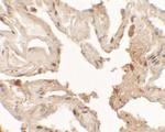 Nkx2.1 Polyclonal Antibody