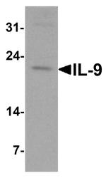 IL-9 Antibody in Western Blot (WB)