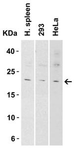 IL-9 Antibody in Western Blot (WB)