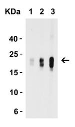 IL-9 Antibody in Western Blot (WB)