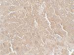 RPSA Antibody in Immunohistochemistry (Paraffin) (IHC (P))