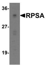 RPSA Antibody in Western Blot (WB)