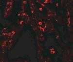 SUZ12 Antibody in Immunohistochemistry (Paraffin) (IHC (P))
