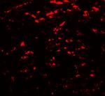 GABARAPL2 Antibody in Immunohistochemistry (Paraffin) (IHC (P))