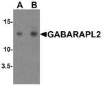 GABARAPL2 Antibody in Western Blot (WB)