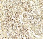 E2F3 Polyclonal Antibody