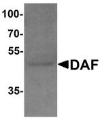 CD55 Antibody in Western Blot (WB)
