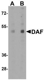 CD55 Antibody in Western Blot (WB)