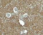 RhoG Polyclonal Antibody
