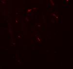 FOXG1 Polyclonal Antibody