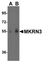 MKRN3 Antibody in Western Blot (WB)