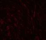 SPIB Antibody in Immunohistochemistry (Paraffin) (IHC (P))
