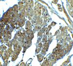 SPIB Antibody in Immunohistochemistry (Paraffin) (IHC (P))