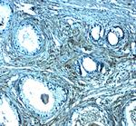 SPIB Polyclonal Antibody